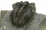 Coltraneia Trilobite Fossil - Huge Faceted Eyes #225338-5